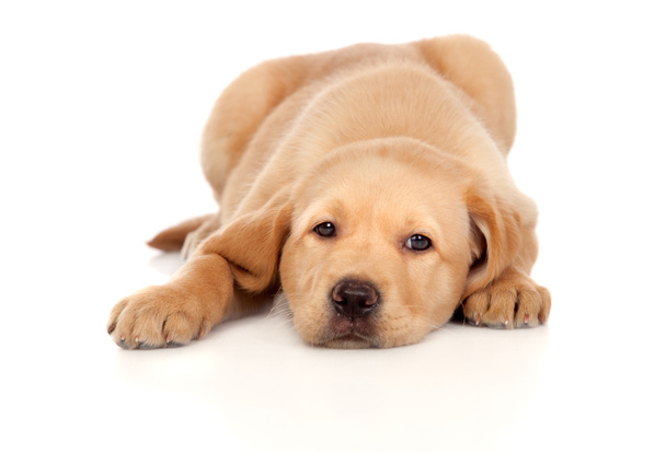 mooie labrador retriever pup - Foto, afbeelding