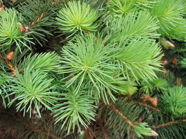 Pine branches with young runaways - Foto, afbeelding