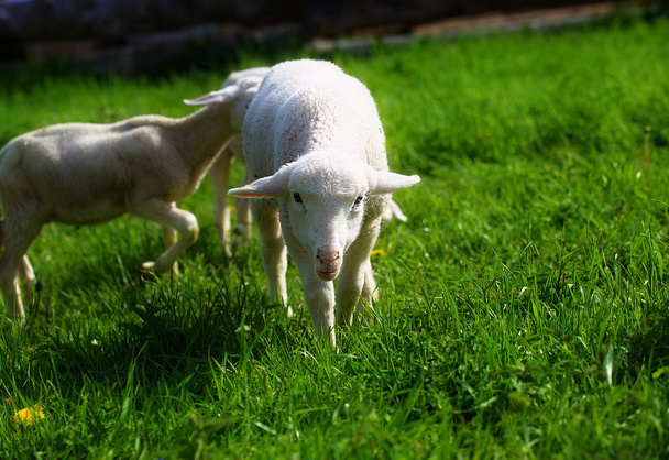 Petits agneaux pâturant sur une belle prairie verte avec pissenlit. - Photo, image
