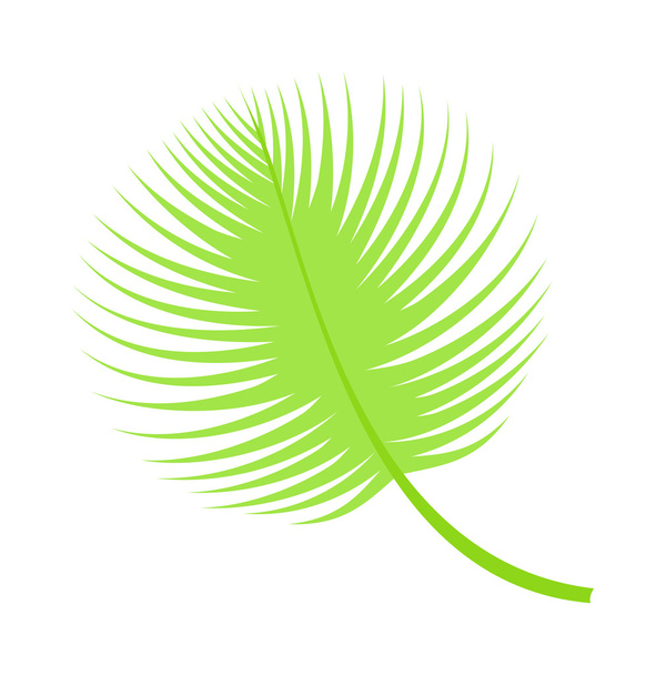 Illustration vectorielle des feuilles de palmier
. - Vecteur, image