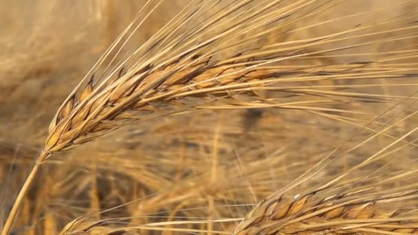 熟した麦フィールド、農業と農村生活のフィールドの収穫中. - 映像、動画