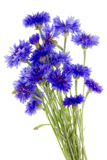 Blue floral - Foto, afbeelding