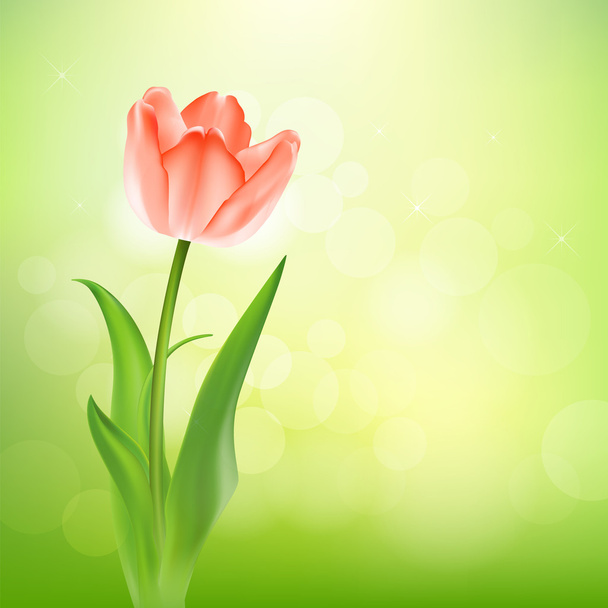 Gyönyörű tulipánok. a természet háttér - Vektor, kép