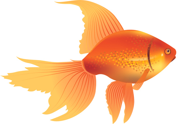 Yellow fish - Vector, Image
