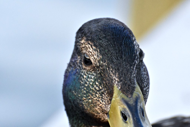 Mallard duck omhoog sluiten - Foto, afbeelding