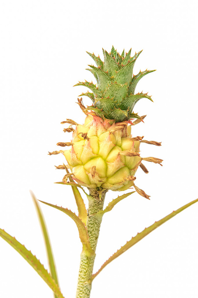 Small pineapple isolated on white background - Photo, Image