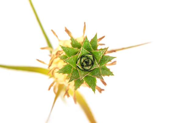 Pieni ananas eristetty valkoisella pohjalla
 - Valokuva, kuva