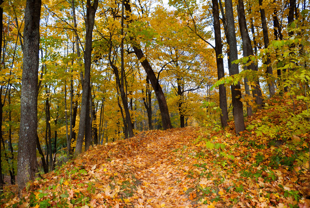 Autumn forest - Photo, Image