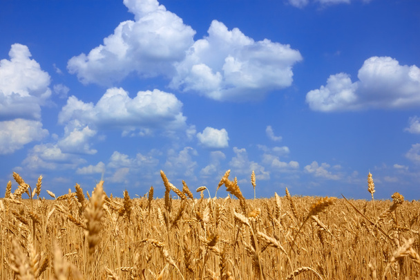 Wheat field landscape - Φωτογραφία, εικόνα