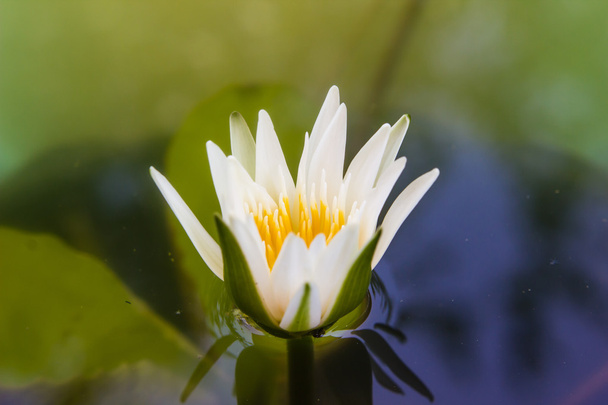 nenúfar blanco o flor de loto floreciendo en el estanque
 - Foto, imagen
