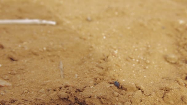 Escarabajo del desierto de pie sobre una pila de arena seca y mueve lentamente sus antenas. Luego comienza a caminar a través de la arena seca
 - Metraje, vídeo
