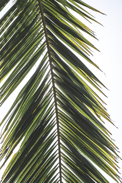 Palm leaves close up - Photo, image