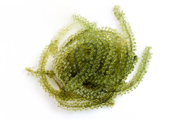 Caulerpa caviar verde alimentos crudos
 - Foto, imagen