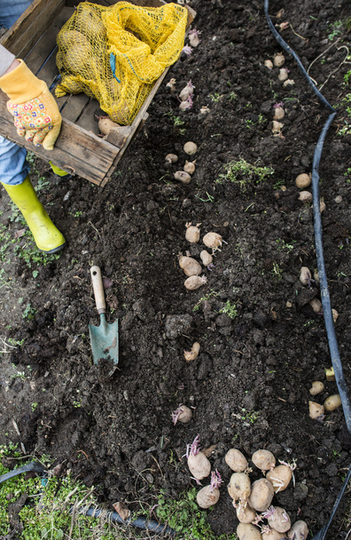 Woman planting potatoes - Foto, afbeelding