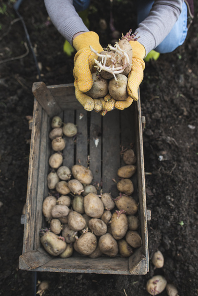 Mulher plantando batatas
 - Foto, Imagem