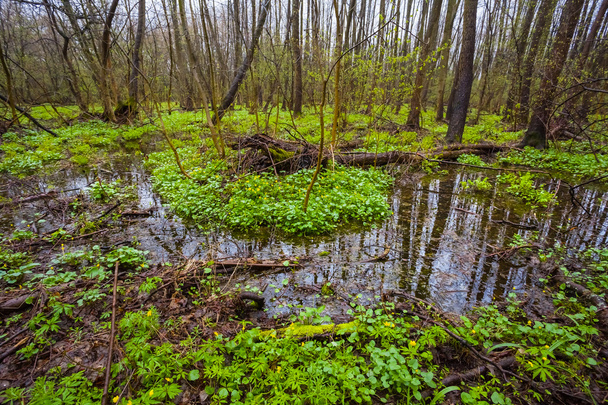 quiet green flooded forest landscape - Foto, Imagem