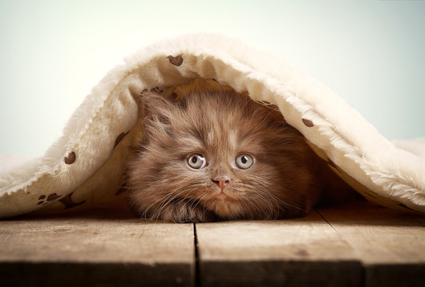 茶色の英国長髪子猫 - 写真・画像