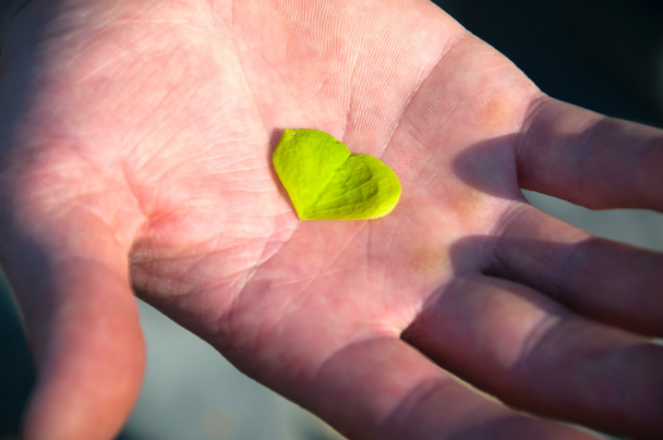 Hand holding clover leaf - Photo, Image
