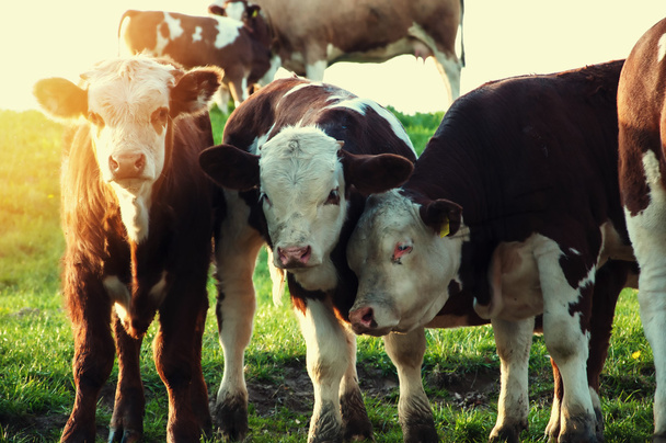 Корови пасуться на чудовому зеленому пасовищі
 - Фото, зображення
