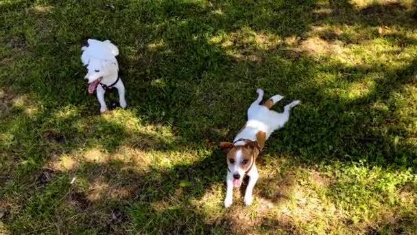 zwei Jack Russel Terrier sitzen im grünen Gras - Filmmaterial, Video