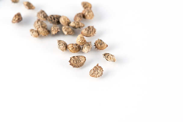 Lupinella seeds on white background - Foto, imagen