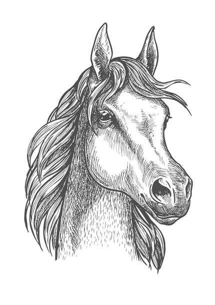 Schotse pony schets voor paard fokken ontwerp - Vector, afbeelding