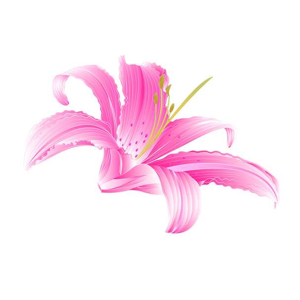 Rosa flor Lily vector
 - Vector, imagen