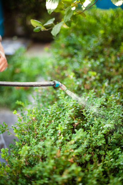 фермер розпилює пестициди проти шкідників в саду
 - Фото, зображення