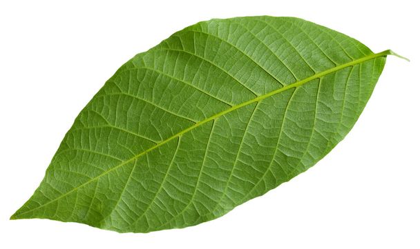 Задняя сторона зеленого листа Общего орехового дерева
 - Фото, изображение