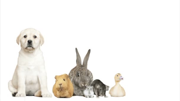 charming pets on a white background - Footage, Video