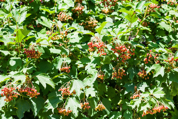 Sträucher der Viburnum-Pflanze mit roten Früchten - Foto, Bild
