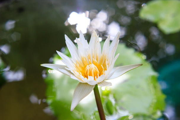 white waterlily or lotus flower blooming on pond - Photo, Image