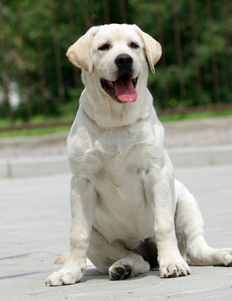 gelber Labrador Welpe - Foto, Bild