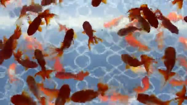 Goldfish(Oranda) σε ένα ενυδρείο - Πλάνα, βίντεο