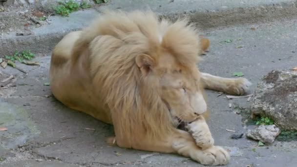 Όμορφη λιοντάρι είναι ο βασιλιάς των ζώων - Πλάνα, βίντεο