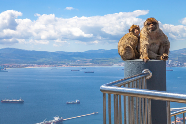 Simios de Gibraltar
 - Foto, imagen