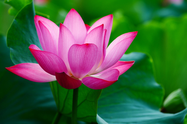 lotusbloem bloeiend in vijver - Foto, afbeelding