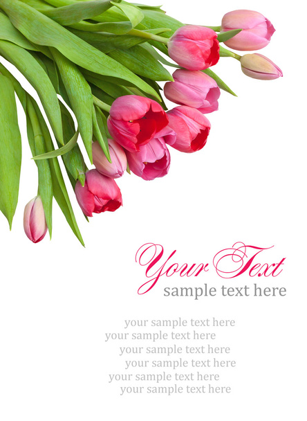 Pink tulips on the corner in white with place for text - 写真・画像