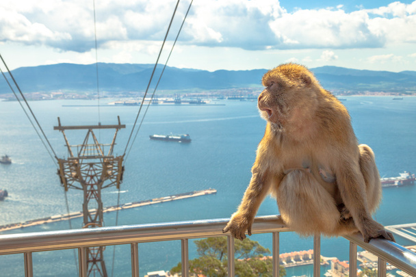 Rocca di Gibilterra Gibbon - Foto, immagini