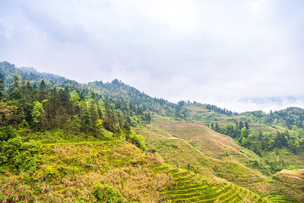 terrasses de riz paysage en mai (village Dazhai, province de Guangxi, Chine
) - Photo, image