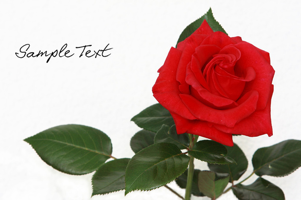 Rose Rouge - Photo, Image