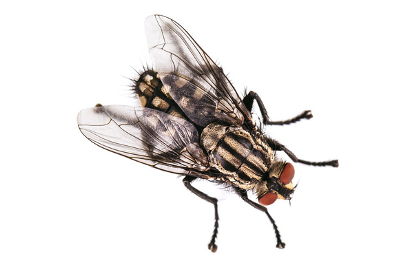 mosca doméstica cinzenta viva
 - Foto, Imagem