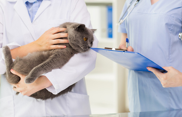 Nahaufnahme von Tierarzt mit Katze und Klemmbrett in Klinik - Foto, Bild