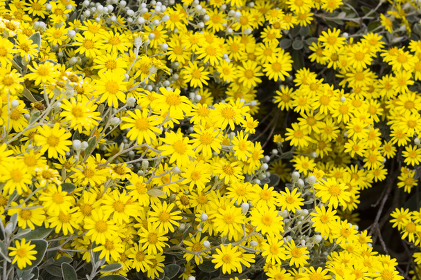 Chrysanthes jaunes en gros plan
 - Photo, image