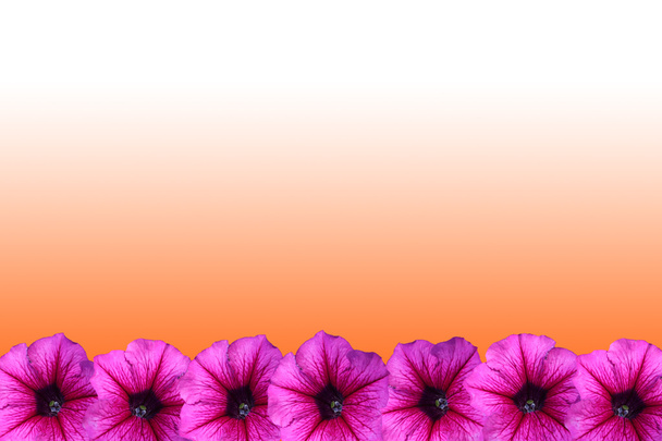 Cadre de fleur Petunia
 - Photo, image