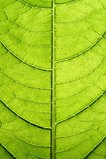 Green leaf vein - Fotoğraf, Görsel