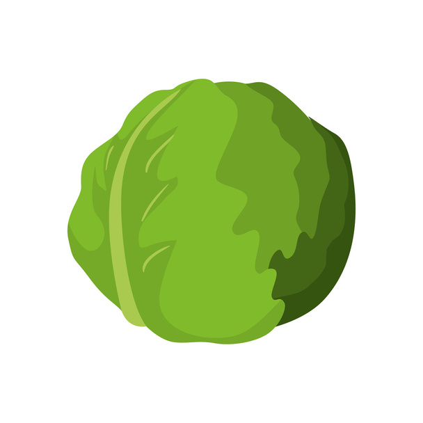 Lettuce icon. Organic and Healthy food. Vector graphic - Vector, Image