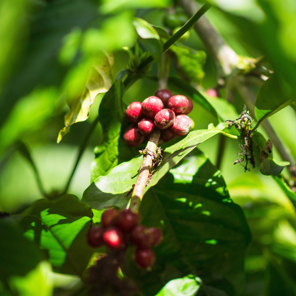 Arabica Coffee at farm - Photo, Image