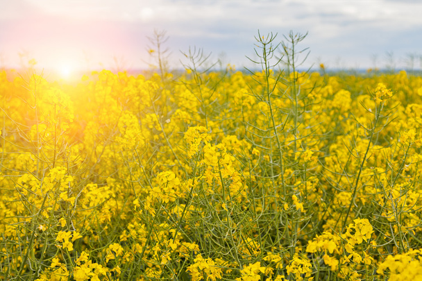 Field of rapeseed - Photo, image