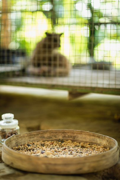 Farm cibet kávé - Fotó, kép
